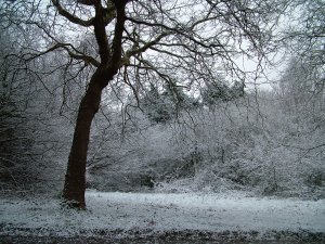 {short description of image}