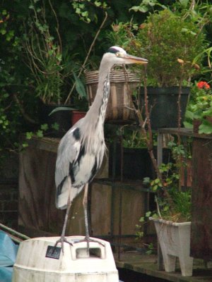5 Heron