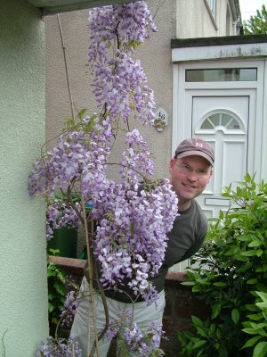 Wisteria