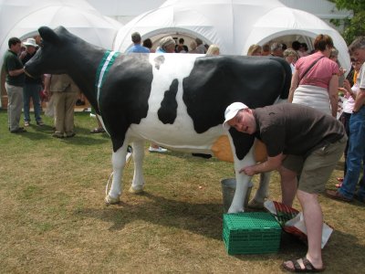 Food Festival G Cow