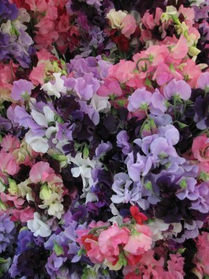 Food Festival e Sweet Peas.jpg