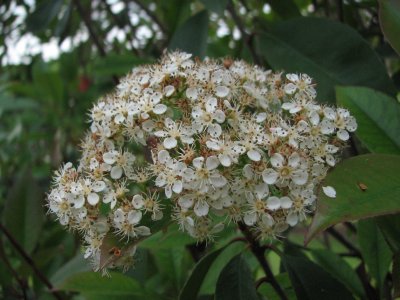 Food Festival flowers.jpg