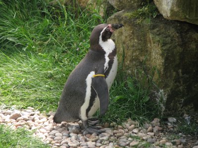 Zoo a penguin