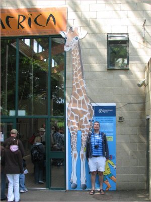 Zoo b N Giraffe