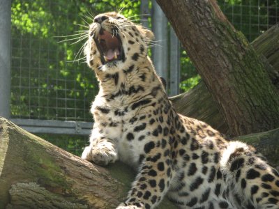 Zoo c Leopard yawning
