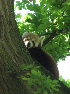 Zoo d Red panda