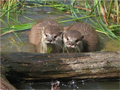 Zoo e Otters