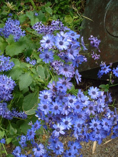 Blue flowers