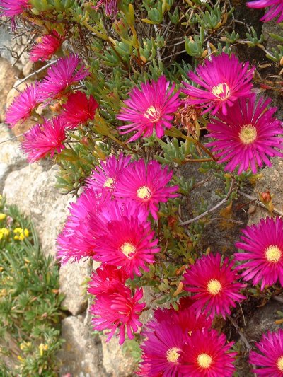 Pink flowers