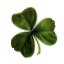 Shamrock 2.jpg