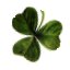 Shamrock 3.jpg