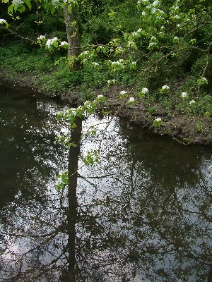 B Mottisfont reflections