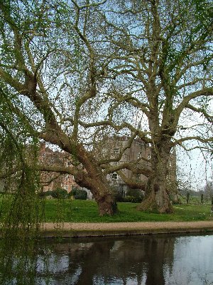 F Mottisfont trees