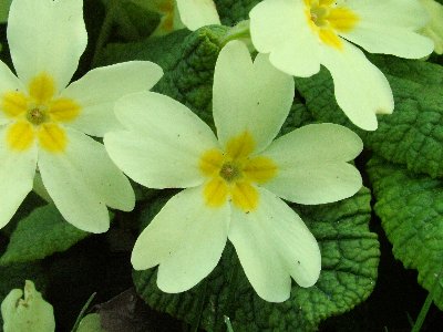 H Mottisfont flowers