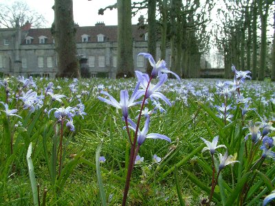 S Mottisfont flowers