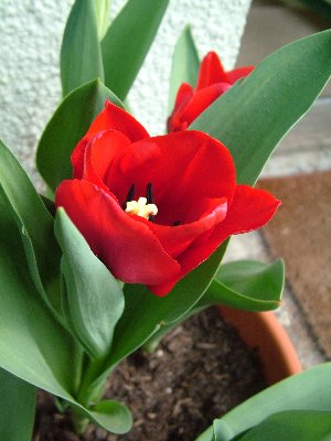 Z Mottisfont tulips