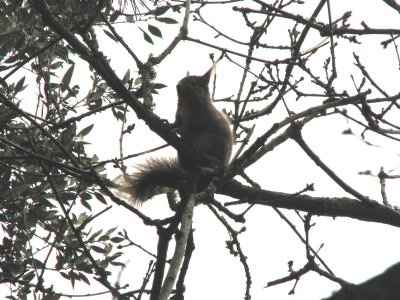 Brownsea squirrel