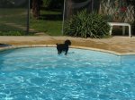 Cottge Pool dogTN.jpg