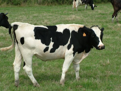Cow.jpg