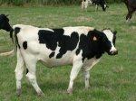 CowTN.jpg