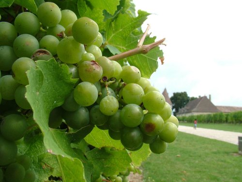 Monbaz Grapes.jpg