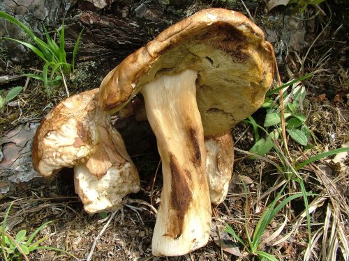 Sarlat ceps.jpg