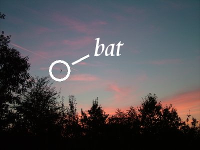 3 Bat