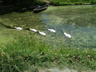 5 Coulon Swans.jpg