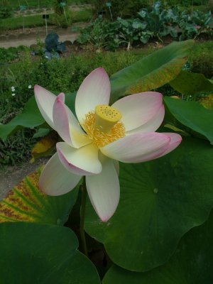 S Lotus.jpg