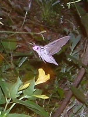 G Moth.jpg