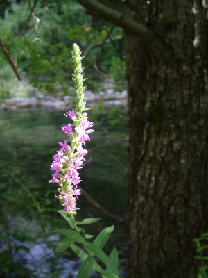 O Flower.jpg