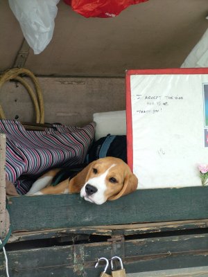 Q Beagle.jpg