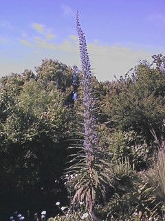 Echium
