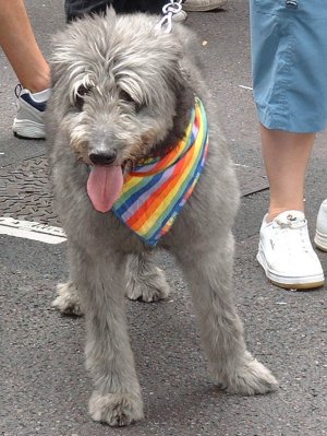 Gay Dog