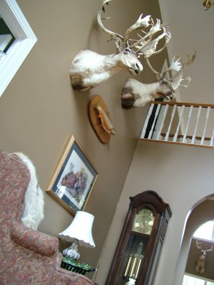 Elk