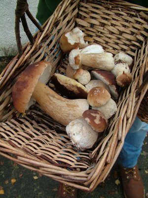 A Porcini basket