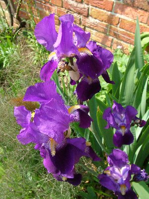 Salisbury f irises.jpg