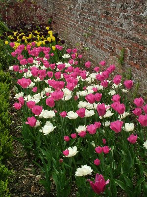 a tulips