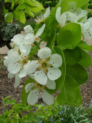 c apple blossoms