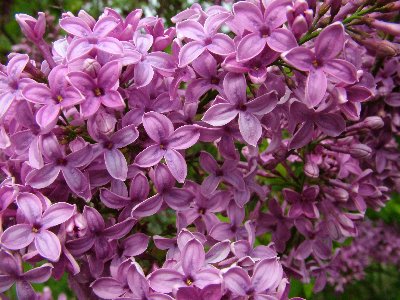 i Hinton Ampner flowers