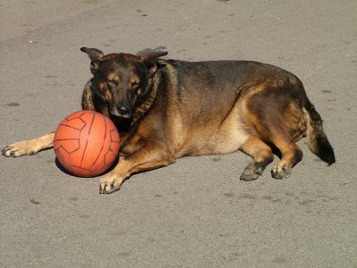 a4 Sorrento dog