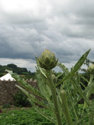 f River Cottage Artichoke