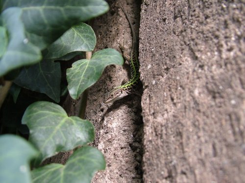 Rome Lizard.jpg