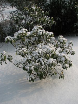 Snow 4.jpg