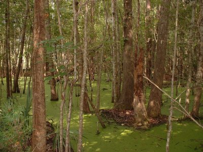 Swamp