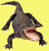 Alligator
